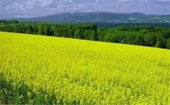 怎么用空气负氧离子监测系统？